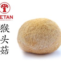德添猴头菇 Hericium Erinaceus Mushroom