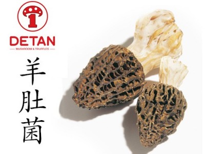 本珍羊肚菌 新鲜羊肚菌 Morchella Conica Mushromushroom图3