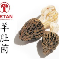 本珍羊肚菌 新鲜羊肚菌 Morchella Conica Mushromushroom