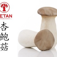 德添杏鲍菇 大帽盖 瓶栽杏鲍菇杏鲍菇 Eryngii