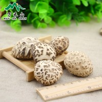 供应香菇白花菇 【厂家直销】