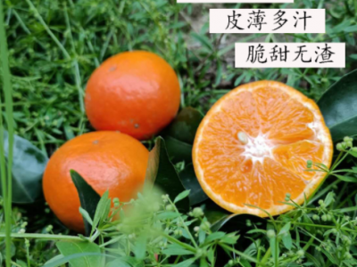 广西特产荔浦沃柑9斤装沃柑大果酸甜无渣图3