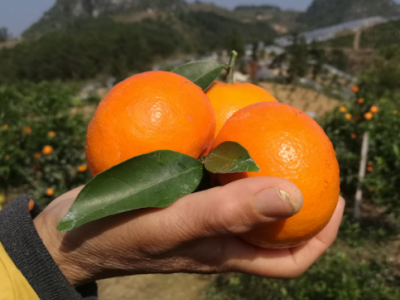 广西特产荔浦沃柑9斤装沃柑大果酸甜无渣图4