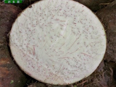 【批发】广西特产优质芋头荔浦芋头新鲜芋头甜品店酒店专供图4