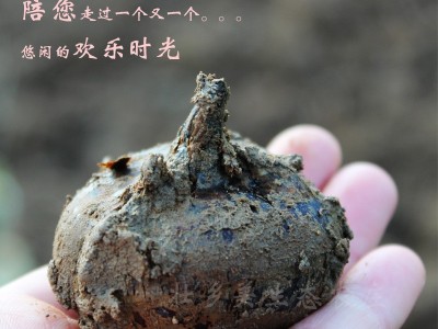 广西特产桂林特产荔浦马蹄新鲜荸荠一件代发产地直供【包邮】图2