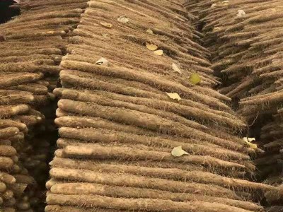 蠡县现货麻山药铁棍山药批发新鲜白山药蔬菜批发小白嘴5斤包邮图2