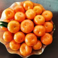 广西省特产果园产地皇帝柑砂糖橘新鲜水果橘子砂糖桔批发一件代发