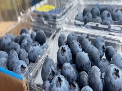 顺丰现货 新鲜现摘云南怡颗莓蓝莓 新鲜水果果径18mm+ 一件代发图4