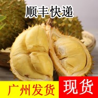 顺丰现货泰国金枕头榴莲 2-12斤新鲜带壳水果非猫山王一件代发