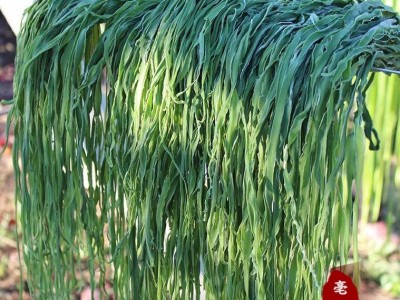 批发苔干菜云南大理贡菜脱水蔬菜苔菜涡阳贡菜干货店用图2