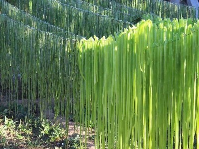 批发苔干菜云南大理贡菜脱水蔬菜苔菜涡阳贡菜干货店用图5
