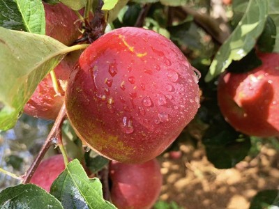 圣诞节员工红富士苹果 10斤带箱装山东烟台 红富士苹果大脆甜水果图2