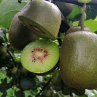 四川蒲江红心猕猴桃 当季水果 新鲜水果 猕猴桃 奇异果 一件代发