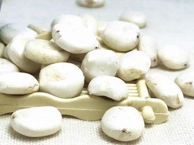 大货批发蓖麻子仁蓖麻子仁蓖麻仁中药材脱壳蓖麻图2