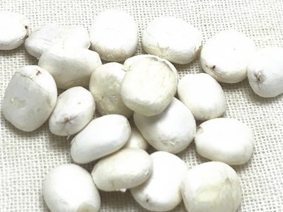 大货批发蓖麻子仁蓖麻子仁蓖麻仁中药材脱壳蓖麻图3