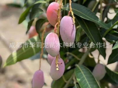 攀枝花果园直采优质贵妃芒果，香甜可口，鲜嫩多汁！图3