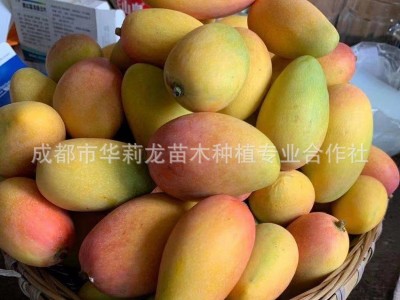 攀枝花果园直采优质贵妃芒果，香甜可口，鲜嫩多汁！图4
