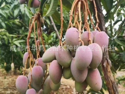 攀枝花果园直采优质贵妃芒果，香甜可口，鲜嫩多汁！图2