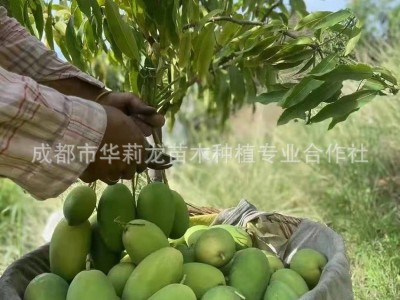 攀枝花果园直采，椰香芒果，纯甜无筋，椰香浓郁。图2