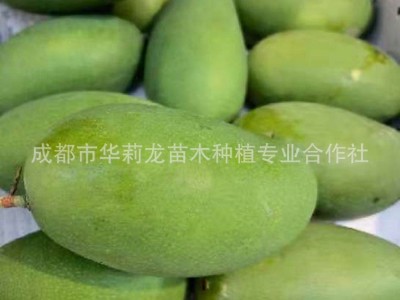 攀枝花果园直采，椰香芒果，纯甜无筋，椰香浓郁。图4