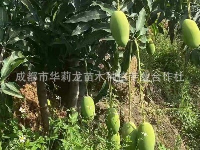攀枝花果园直采，椰香芒果，纯甜无筋，椰香浓郁。图3