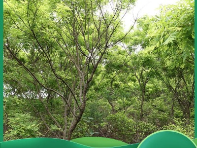 苗圃供应黄金槐 园林绿化树木 行道街道 树木高成活 黄金槐批发图2