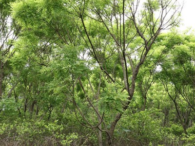 苗圃供应黄金槐 园林绿化树木 行道街道 树木高成活 黄金槐批发图3