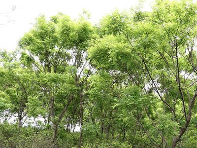 苗圃供应黄金槐 园林绿化树木 行道街道 树木高成活 黄金槐批发图5