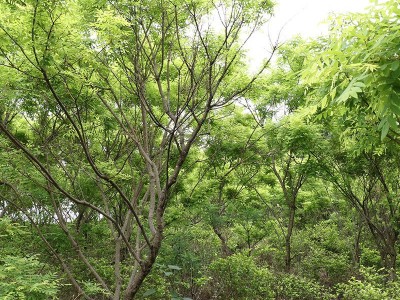 苗圃供应黄金槐 园林绿化树木 行道街道 树木高成活 黄金槐批发图4
