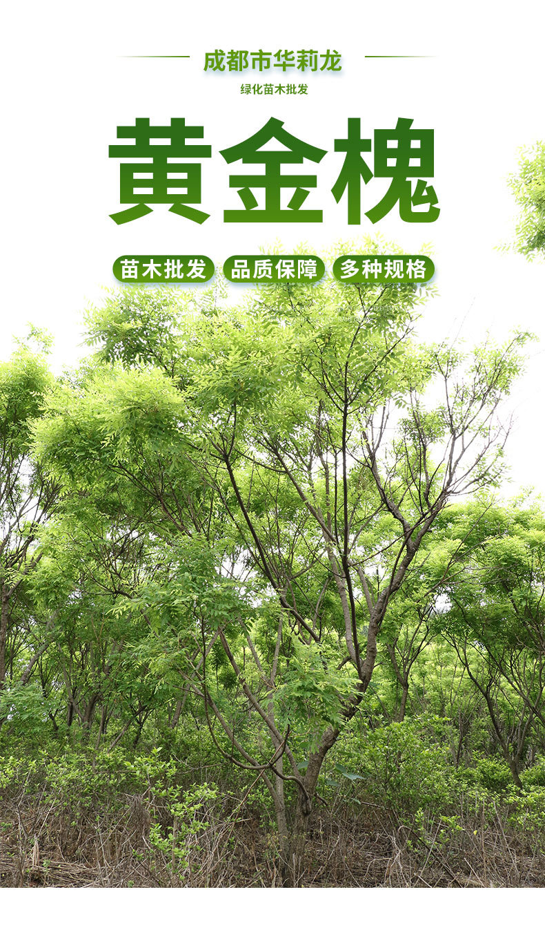 详情页_01.jpg