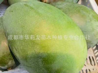 攀枝花果园直采，优质凯特芒果个大味甜，一件代发，量大从优。图2