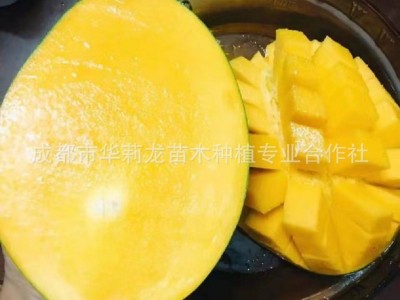 攀枝花果园直采，优质凯特芒果个大味甜，一件代发，量大从优。图3