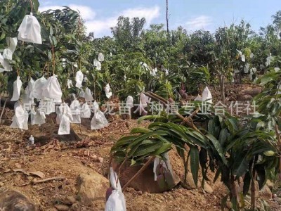 攀枝花果园直采，优质凯特芒果个大味甜，一件代发，量大从优。图5