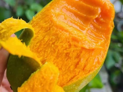 攀枝花大金煌芒果水果整箱现货一件代发批发大芒果图5