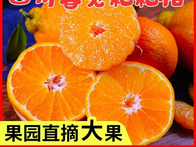 四川眉山东坡春橘春见耙耙柑新鲜当季水果现摘鲜橙手剥图2