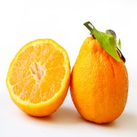现货四川不知火丑橘新鲜当季时令水果现摘不知火丑八怪柑橘9斤装