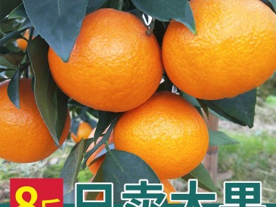 四川爱媛38号果冻橙8斤大果橙子新鲜当季水果柑橘蜜桔子整箱包邮图2
