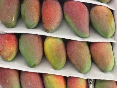 海南当季新鲜水果树上熟贵妃芒老树七彩芒果红金龙礼盒顺丰包邮图5
