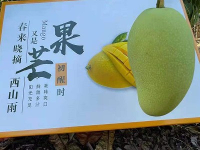 果园直发海南三亚金煌芒水仙芒水果礼盒装时令新鲜水果一件代发图4