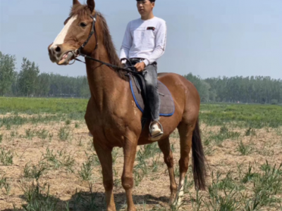 景区观赏旅游骑乘马 婚庆用马驯化优异骑乘马图2