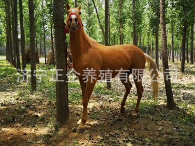 活体骑乘马 想买骑乘大马 汗血马马驹养殖场 送货上门图4