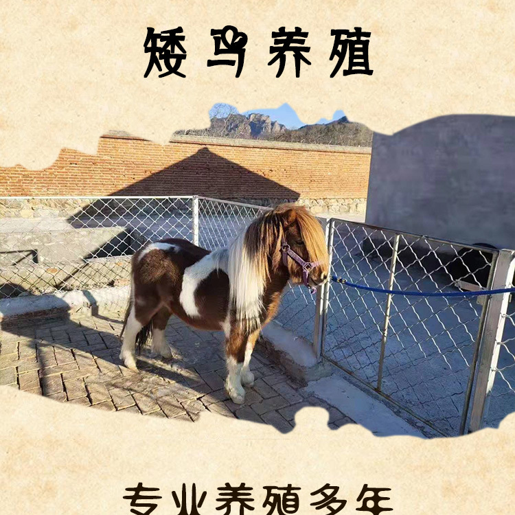 矮马_01
