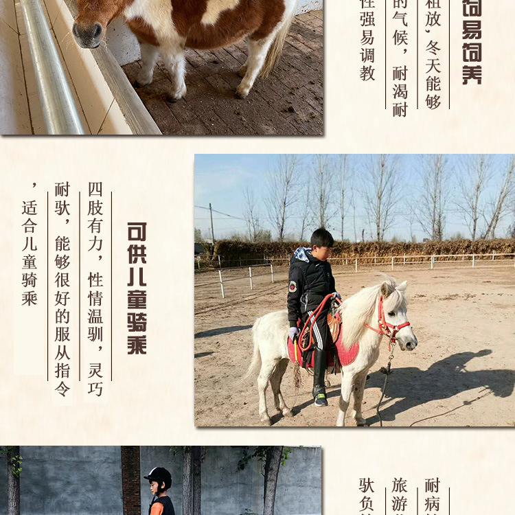矮马_04