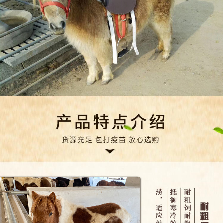 矮马_03