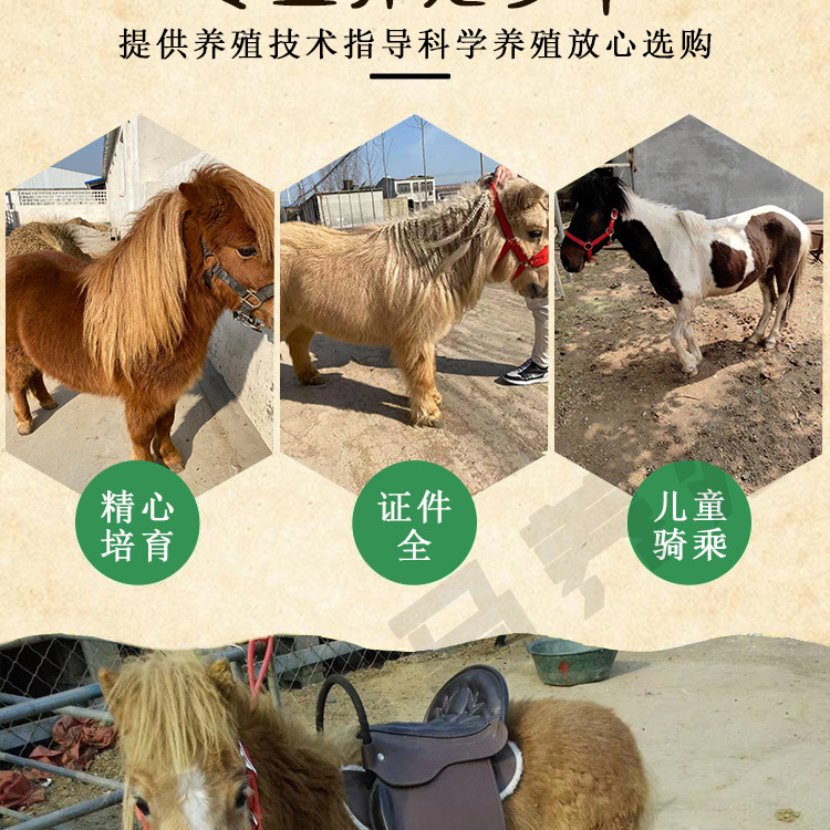 矮马_02