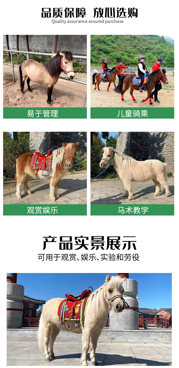 矮马详情页2_05.jpg