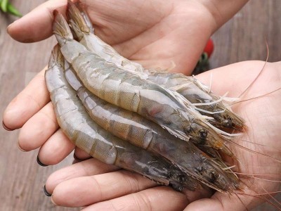 盐冻速冻大虾 水产海鲜送礼海鲜大虾海捕青岛大虾新鲜基围对虾图2
