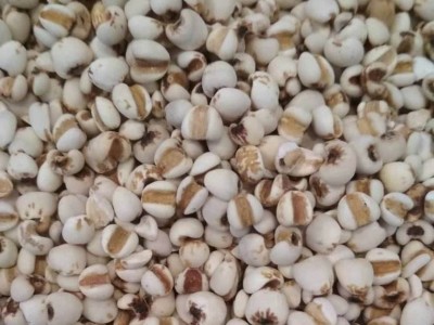 大量批发散装薏米生薏仁米新薏米仁农家500g 五谷杂粮一件代发图4