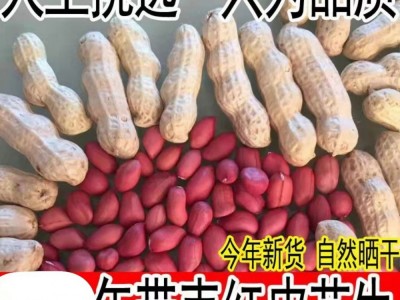 大量批发 四粒红皮花生带壳四粒红农家新货四粒红花生 一件代发图2