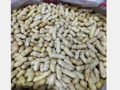 大量批发 四粒红皮花生带壳四粒红农家新货四粒红花生 一件代发图4
